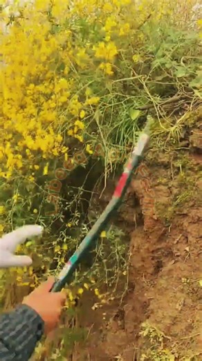 Fastest Way to Harvest Mustard Plants 🌾✨ #Labeeqagrifarm #MustardHarvest #Agriculture