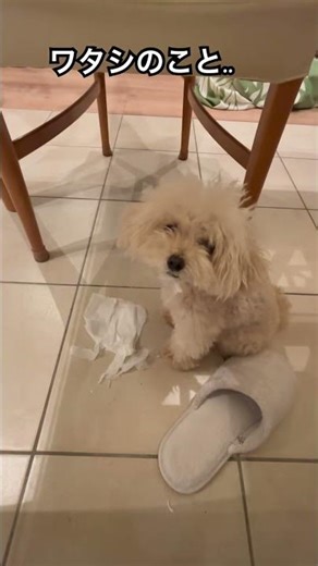 いたずらトイプードル🐾構わないと、こうなる💦..末っ子サラのティシュぐちゃぐちゃ事件 #トイプードル #多頭飼い #かまってちゃん #犬のいる暮らし #dogshorts #toypoodle