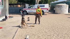 81K views · 285 reactions | CANINE || The Oshikoto Namibian police force today brought along their police dog also known as a K-9, to demonstrate how a dog is trained to assist law enforcement officers in searching for drugs and explosives among other duties. The demonstration was conducted during a Career Fair organized by the Eneas Peter Nanyemba combined school in Omuthiya. Namibian Police Force (NAMPOL) | Ministry of ICT Oshikoto regional office | Facebook