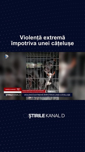 Un nou caz de violență împotriva animalelor iese la iveală în Năvodari. Un câine este lovit în mod repetat chiar de stăpân, iar explicația bărbatului este șocantă. #kanaldromania #stirilekanald