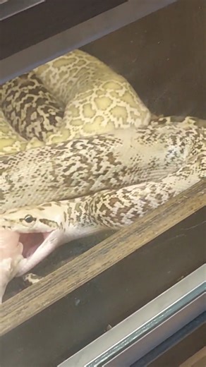 11K views · 44 reactions | حرامي الفراخ  #cobra #python #snake #animals #crocodile #naja #egypt #scorpion #افاعي #ثعابين | Yousry cobra | Facebook