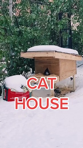 Tom Morrison on TikTok