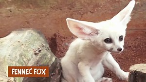 51K views · 864 reactions | Our four wildlife parks welcomed over 600 babies in 2016, including some of the rarest Southeast Asian animals! We’re proud of this achievement and are excited to present them as ambassadors for conservation. Tell us which ambassador baby you would like to see more of and stay tuned for more of their cute moments.  | Mandai Wildlife Reserve | Facebook