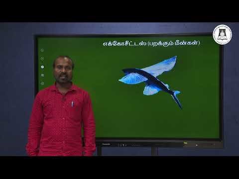 OSTEICTHTYES | NEET | ZOOLOGY