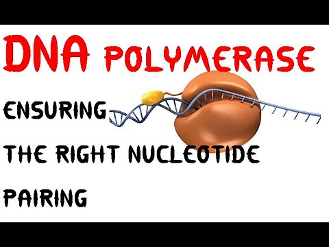 DNA polymerization | nucleotide addition during DNA synthesis