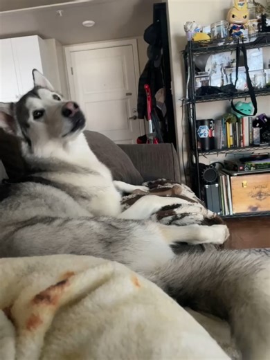 Rumble Dogs on Reels