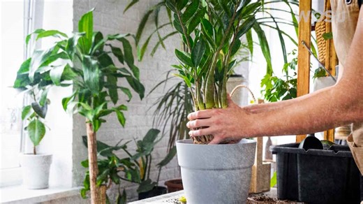 Winter Container Gardening | Year-Round Gardening