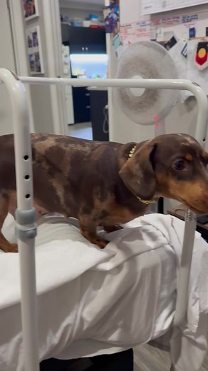 The Sassiest Sausage on TikTok on TikTok