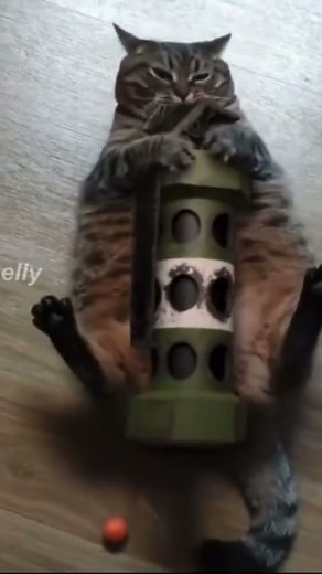 Cat Flashbang