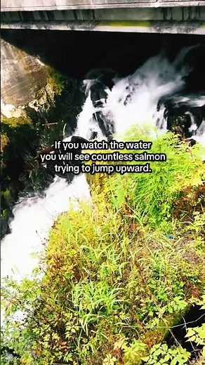 Epic Salmon Run in Alaska | Jumping salmon | Ketchikan Creek! 🐟