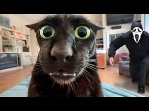 Animals Getting Scared Over Nothing
