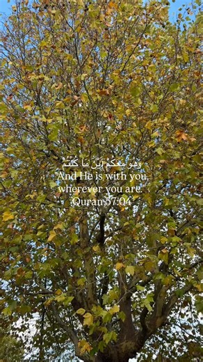 Inspiring Quran Quotes for Daily Reflection
