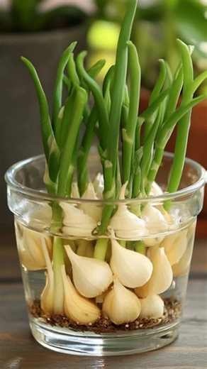 How to Grow Garlic in Water: A Simple Indoor Gardening Method Growing garlic indoors doesn’t require a large garden bed or even soil. The image above shows garlic cloves sprouting vibrant green shoots while suspended in a clear glass container filled with water. This method is simple, space-efficient, and perfect for anyone interested in small-scale indoor gardening. Let’s explore how it works and why it’s such a rewarding project. Why Grow Garlic in Water? Garlic grown in water won’t typically 