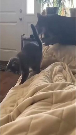 😹 Funniest CAT´s Clips 😅 [79] / Lustige Katzen Videos (2025).