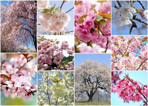 10 Exquisite Cherry Blossom Types in Japan & What Makes Them Special | LIVE JAPAN travel guide
