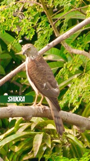 Shikra Bird photography: capturing amazing moments
