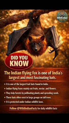 #IndianFlyingFox #WildIndianFacts#BatFact #IndianWildlife #WildlifeIndia#flyingfox #shortvideo#short