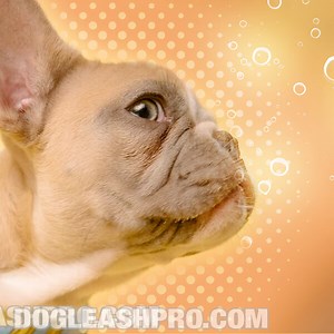 My Dog Keeps Hiccuping And Swallowing (Causes, Symptoms & Treatments)