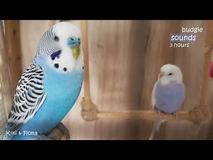 Budgie Sounds 3 Hours | Help Lonely Budgies To Chirp