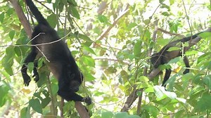 Mantled Howler Monkey Alouatta Palliata Stock Footage Video (100% Royalty-free) 1052581658 | Shutterstock