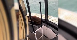 WATCH: Fantastic Mr Fox at the top of the Old Head Lighthouse in Kinsale | The Southern Star