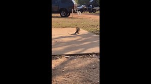 Lizard Runs On Its Hind Legs