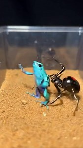 Frog vs Spider | Nature’s Most Unexpected Encounter A stunning close-up captures the moment a frog comes face to face with a spider. This rare wildlife interaction reveals the unpredictability of nature, where every second decides survival. Perfect content for Facebook pages focused on nature, animals, and shocking moments. ⚠️ Visual content may be AI-generated for storytelling purposes. #FrogSpider #UnexpectedNature #WildlifeDrama #NatureShock #AnimalEncounter | Insect Planet