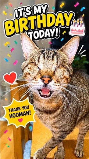 #emotional The Saddest Birthday a Cat Ever Had 😢#shortvideo