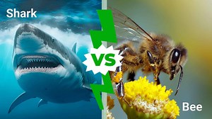 What Is More Likely to Kill You: A Shark or Bees?