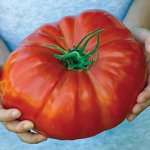 Tomate F1 Gigantomo - Graines Baumaux