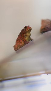 An endangered Texas toad is hoppin’ back into the wild! 🐸 What better day to celebrate than Endangered Species Day as we wrap up another Houston toad conservation season! This year, our amazing ectotherms team successfully released 690,957 endangered Houston toad eggs, tadpoles and toads into their native range on a designated, protected release site in Bastrop County. This amazing effort brings the Fort Worth Zoo’s total count to over 2 MILLION eggs, tadpoles and toads released over the life o