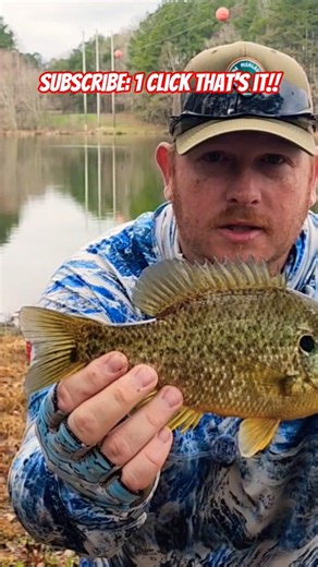 HUGE...SHELLCRACKER! 1st Catch of the Day! #shorts #shortvideo #shellcracker #fishing #fish #cooking