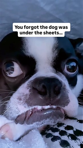 Ash & Bowser + Kris Palm on Instagram: "You forgot the dog was under the sheets… 💨😳 One peaceful cuddle turns into instant regret when the blankets move and reality sets in. Ash’s wide-eyed, confused stare says everything — some things can’t be unseen (or unsmelled). This funny dog video captures peak Boston Terrier chaos, relatable dog owner moments, and the kind of bedroom mishaps every pet parent secretly fears. Perfect for fans of funny animal videos, dog memes, and dogs who are way too cl