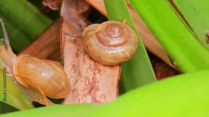 Snail, beautiful snail in its natural habitat after the rain, 4k, selective focus.