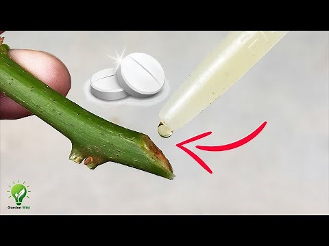 7 POWERFUL FREE HOMEMADE ROOTING HORMONES| Natural Rooting Hormones