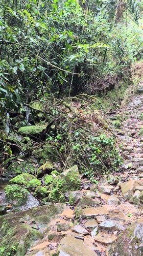 Rain Forrest hike #medellin #envigado #Columbia #travel #nature #hiking #waterfall