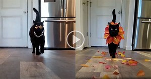 Fashion Kitty Has the Fiercest Catwalks EVER