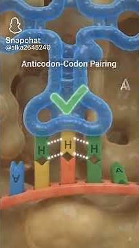 Translate process (protein synthesis) animated video #biological facts