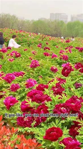 Peony Flower | Terra Nursery
