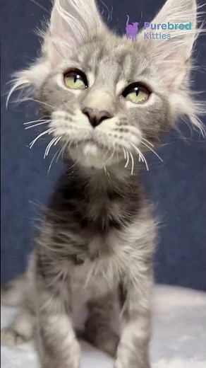 Adopt Ocean – Striking Blue Smoke Maine Coon Kitten with Lynx Tips 💨🐾 #mainecoon #kitten