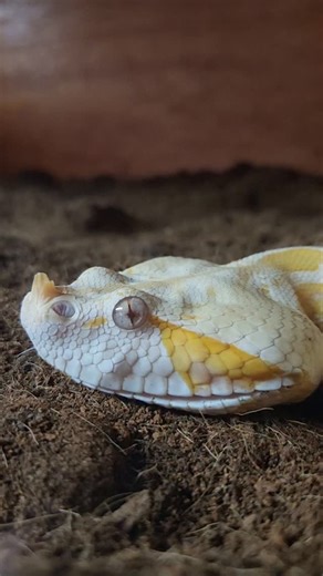 Reptile Garden | Citrine one of my Albino Gaboon Vipers (Bitis rhinoceros) showing signs of a classic fang shed. This is nothing to get to concerned about... | Instagram