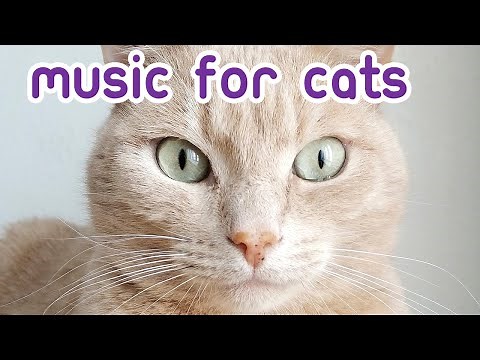 NEW Relaxing Cat Music - 6 Hours of EXTREMELY Soothing Cat Music!