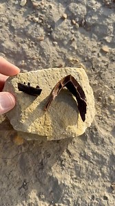 4.2K views · 450 reactions | Hell Creek Formation turtle and lizard fossils. | Clayton Phipps | Facebook