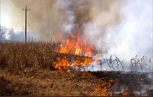 Alberta declares state of emergency due to wildfires - CityNews Calgary