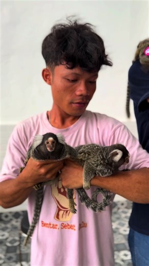 White Ear Marmoset #monyetkecil #RooftopExoticPet #MyHomeMyZoo #marmoset #marmosetmonkey #marmosetindonesia #marmosetbaby #exoticpet