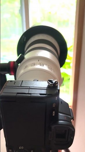 Wildlife Photography Test: Sigma 300-600mm f/4 on Sony a7IV