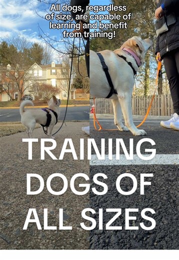 Training doesn’t meant strict obedience, it just means opening up lines of communication between you and your dog. All dogs deserve positive reinforcement training and can thrive with it! All the tips you see here apply to big dogs and small dogs (with some extra love for the littles lately because they’re always forgotten🤍). #dogtraining #dogtrainer #bigdog #smalldog #dogsoftiktok