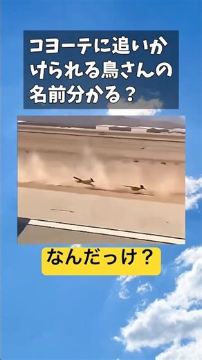 【激走】コヨーテに追いかけられる鳥さんの名前分かる？#shorts #切り抜き #バズりポスト #話題のネタ