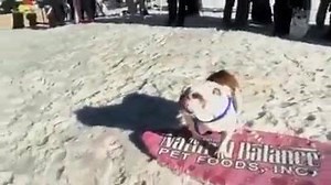 The awkward moment a bulldog is better at surfing than you | Everybody Knows That The Bird Is The Word!!