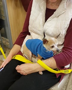 1K views · 52 reactions | More dogs who are at the event today until 1pm. Petsmart south. If you missed them, fill out your application to meet them. Apply to adopt at www.campcompanion.org Adoption fee is $300 plus tax. | Camp Companion | Facebook